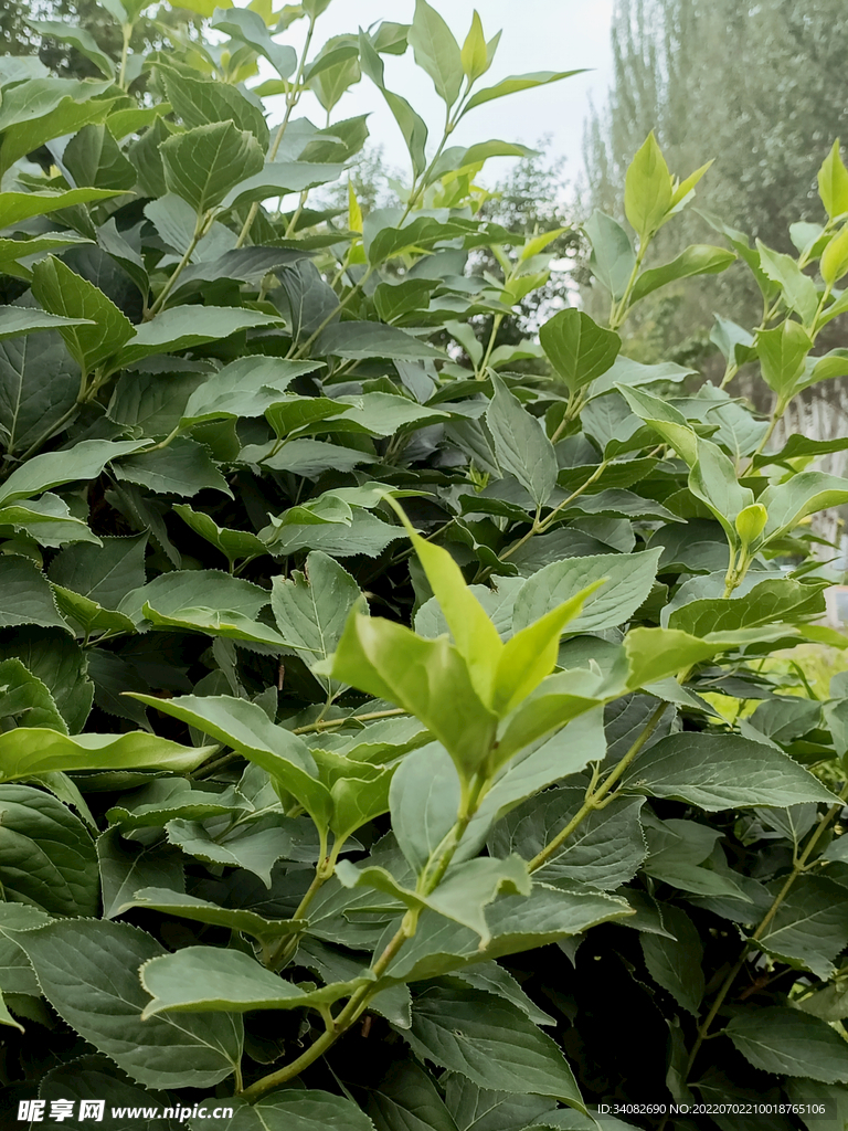 连翘 社区绿化野外深墨绿观赏树