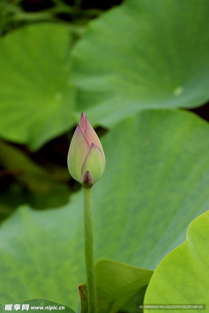 荷花花苞