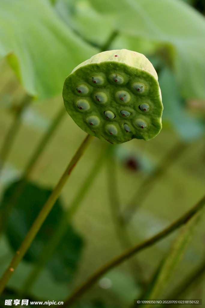 莲蓬莲子