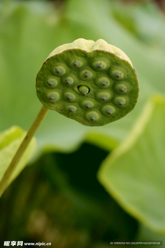 莲蓬莲子