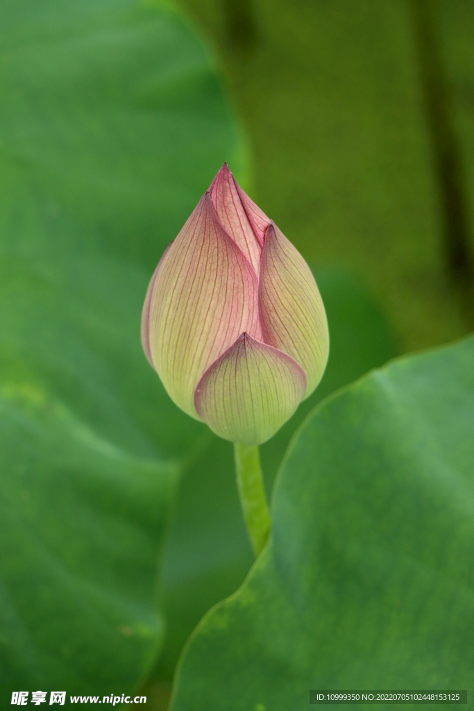 荷花花苞花蕾