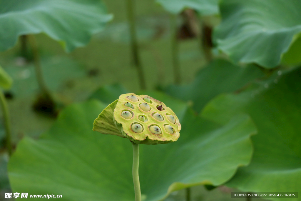 莲蓬莲子