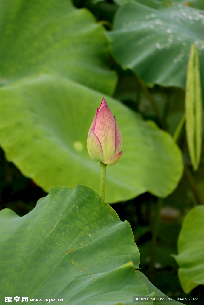 荷花花苞