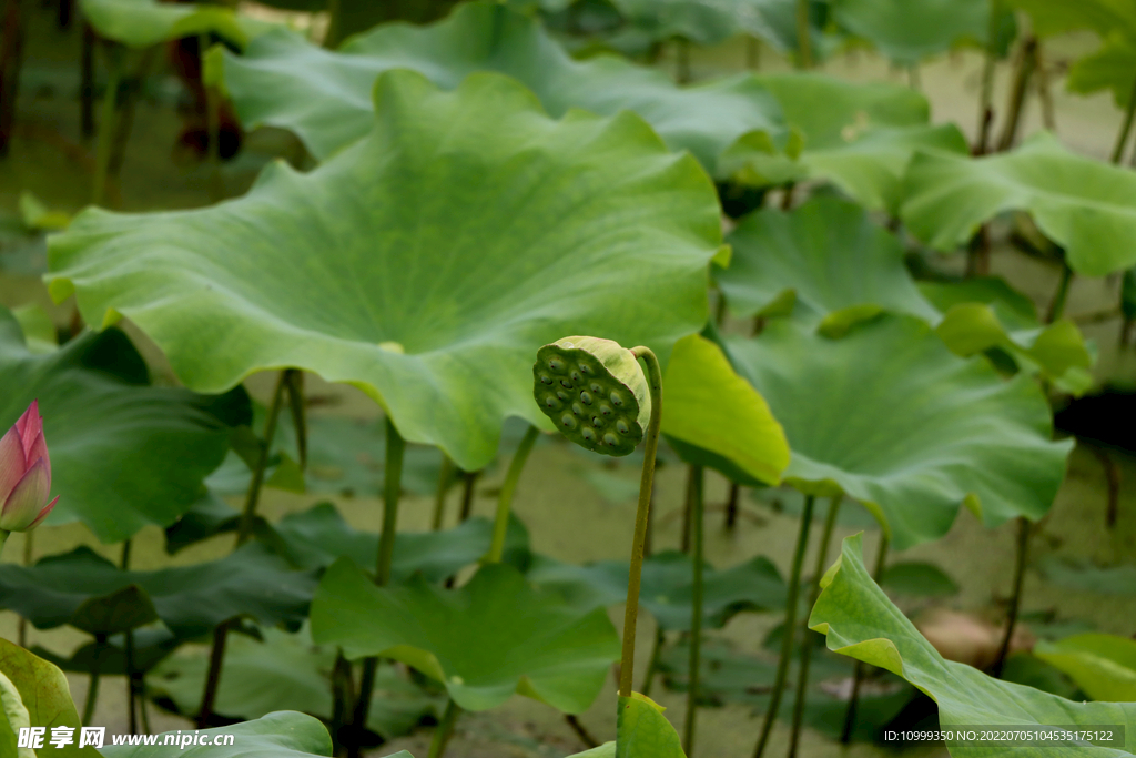 莲蓬莲子