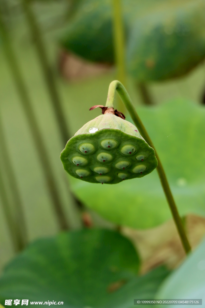 莲蓬莲子