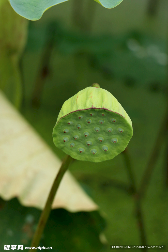 莲蓬莲子