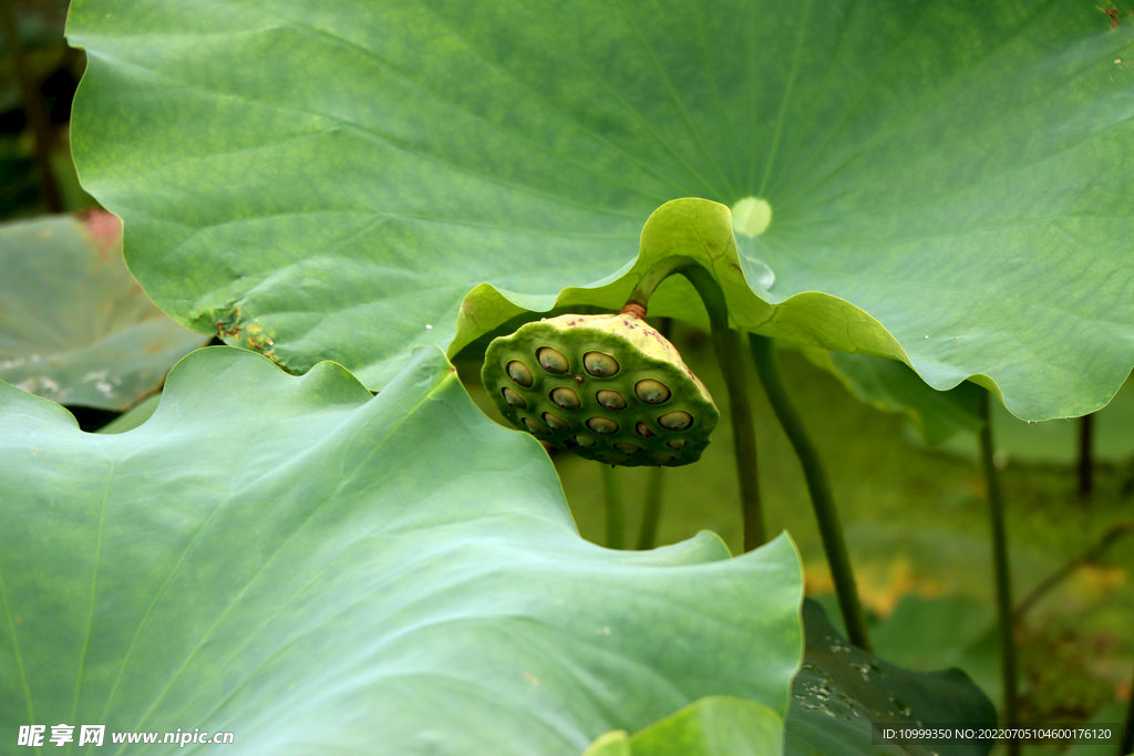 莲蓬莲子