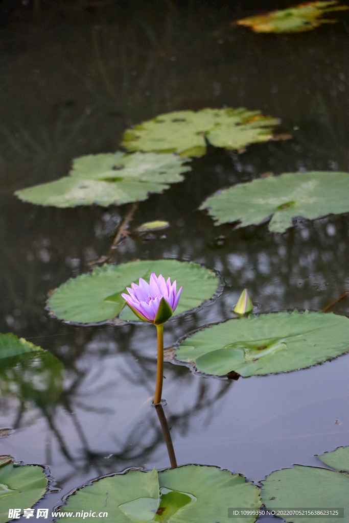 睡莲花