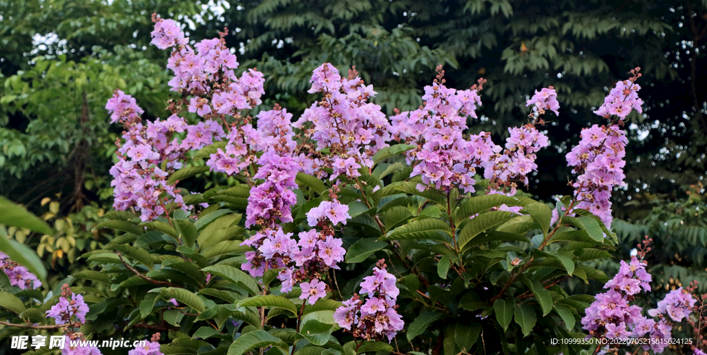 紫薇花