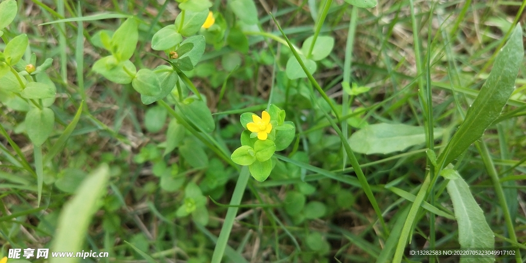 地耳草花
