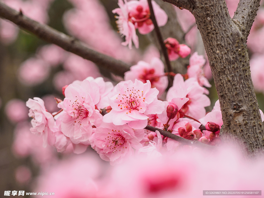 梅花