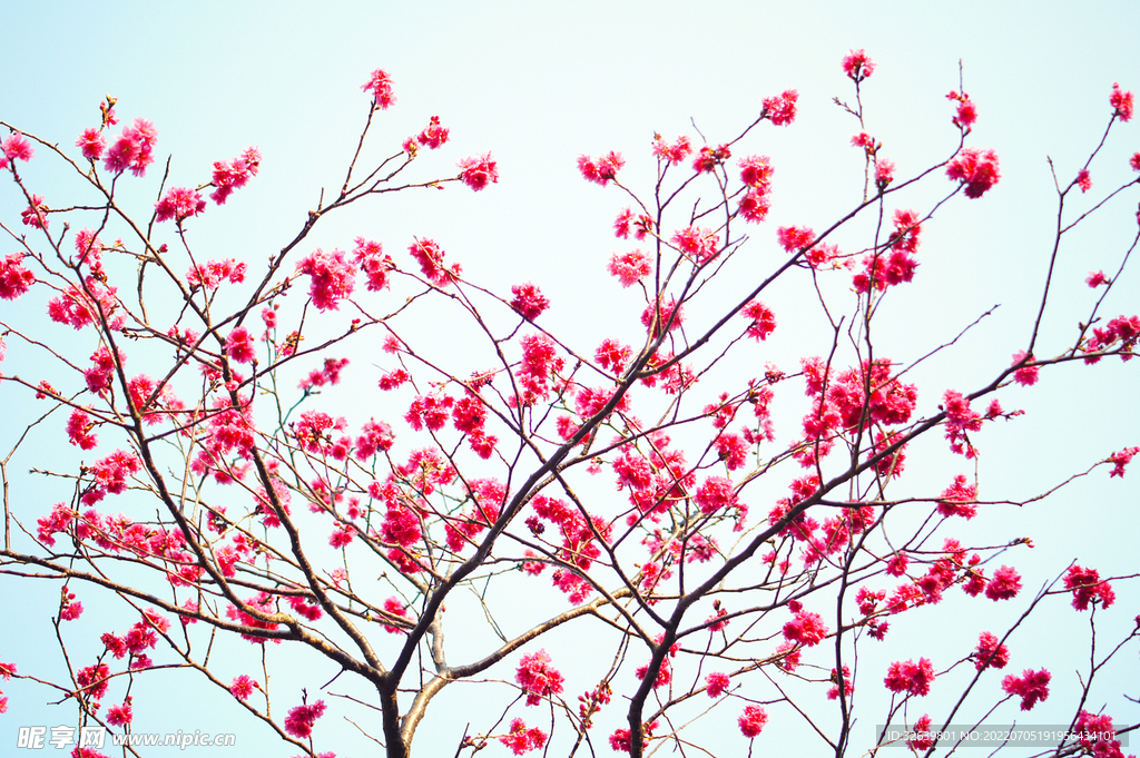 樱花