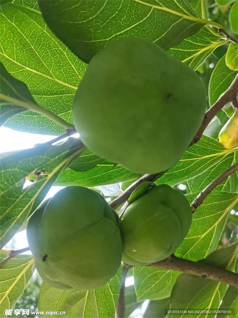 甘肃苹果梨