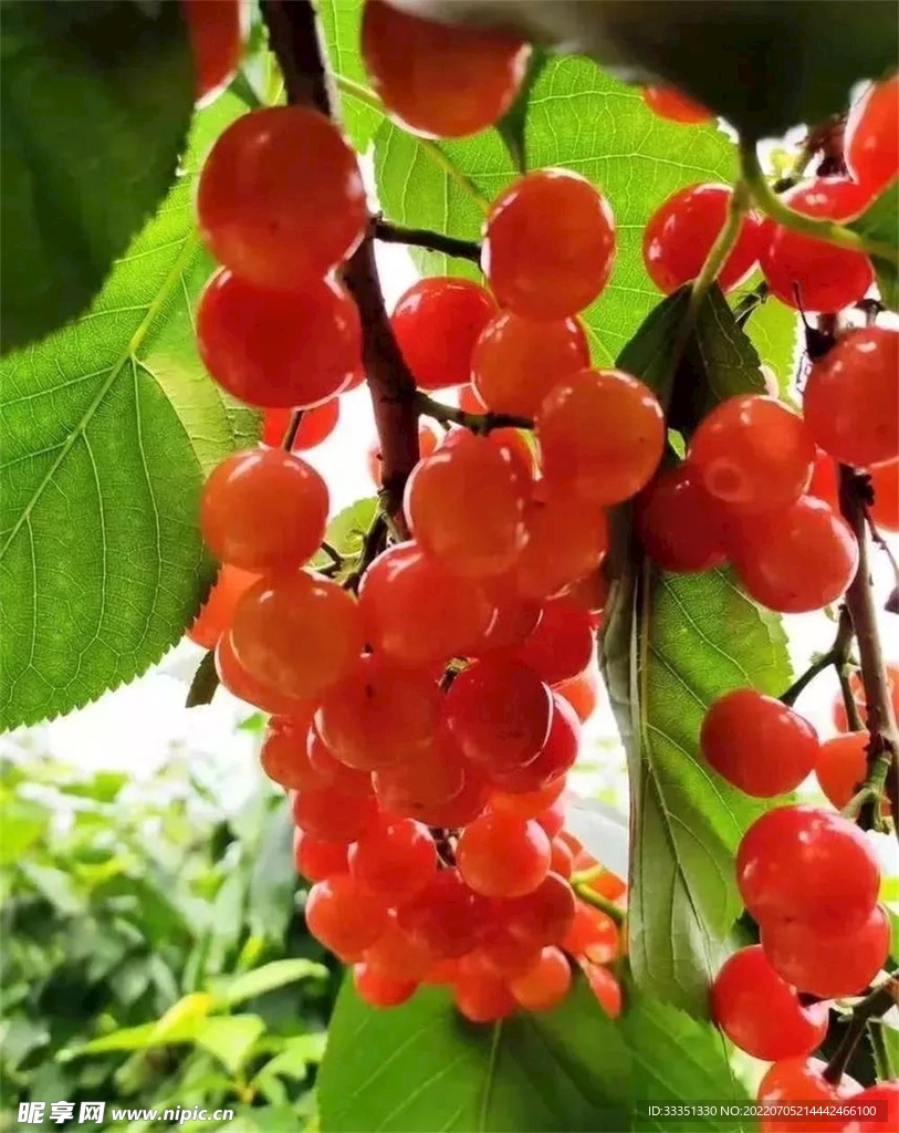 樱桃