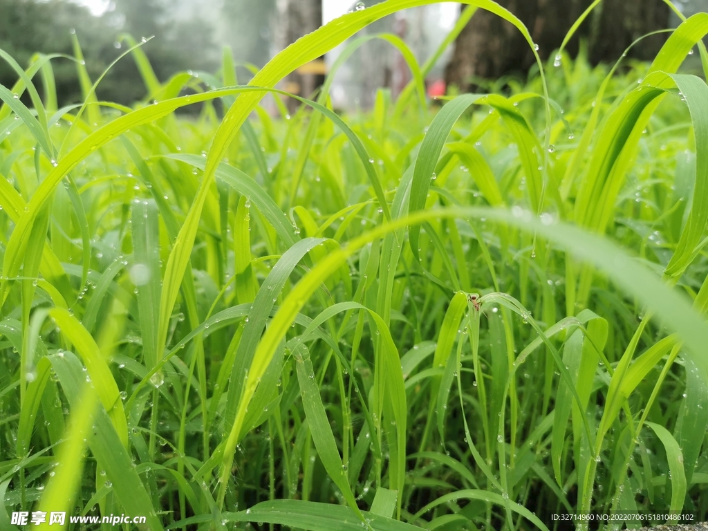 雨后 草丛 草坪