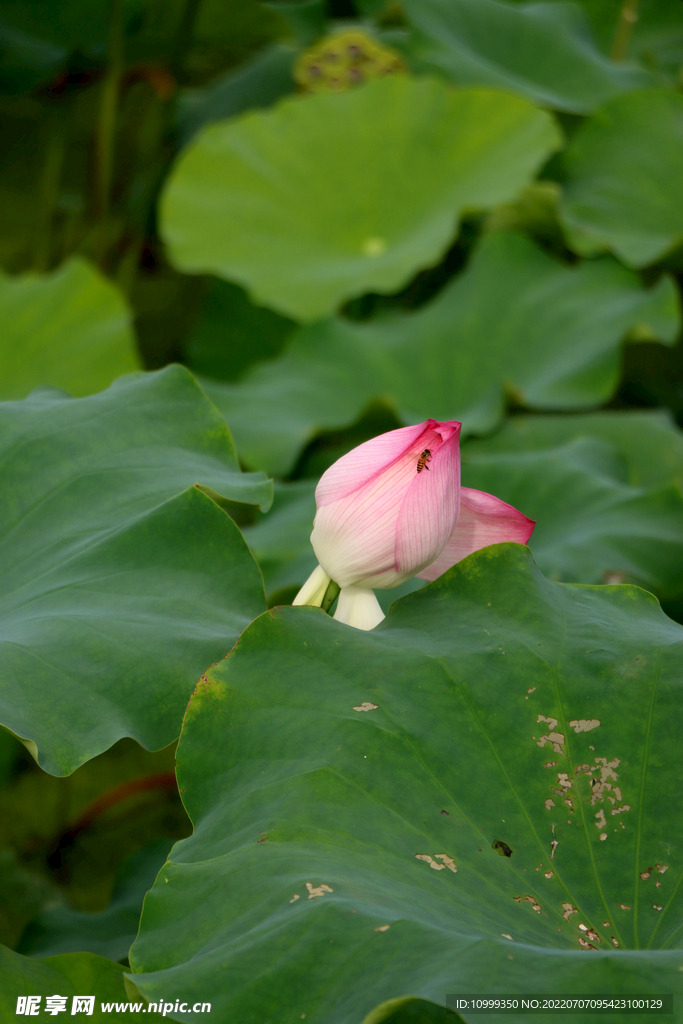 荷花花苞