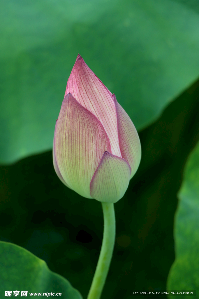 荷花花苞