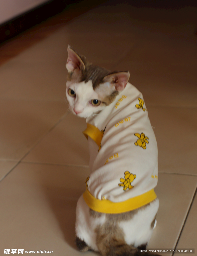 德文小猫表情包