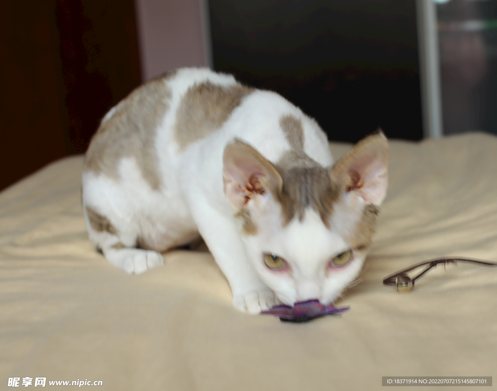 德文小猫发威表情