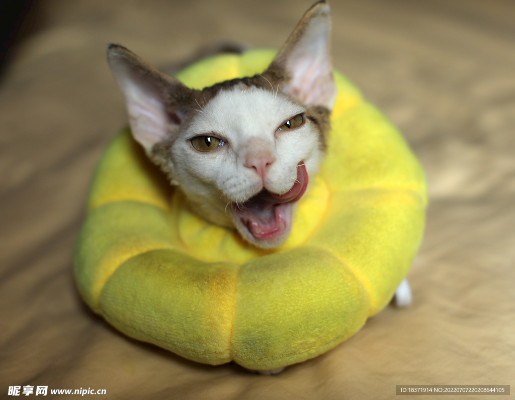 德文小猫馋相表情