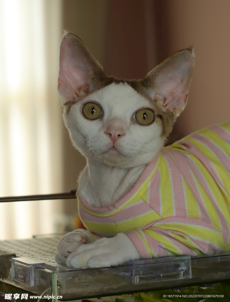 德文小猫委屈表情
