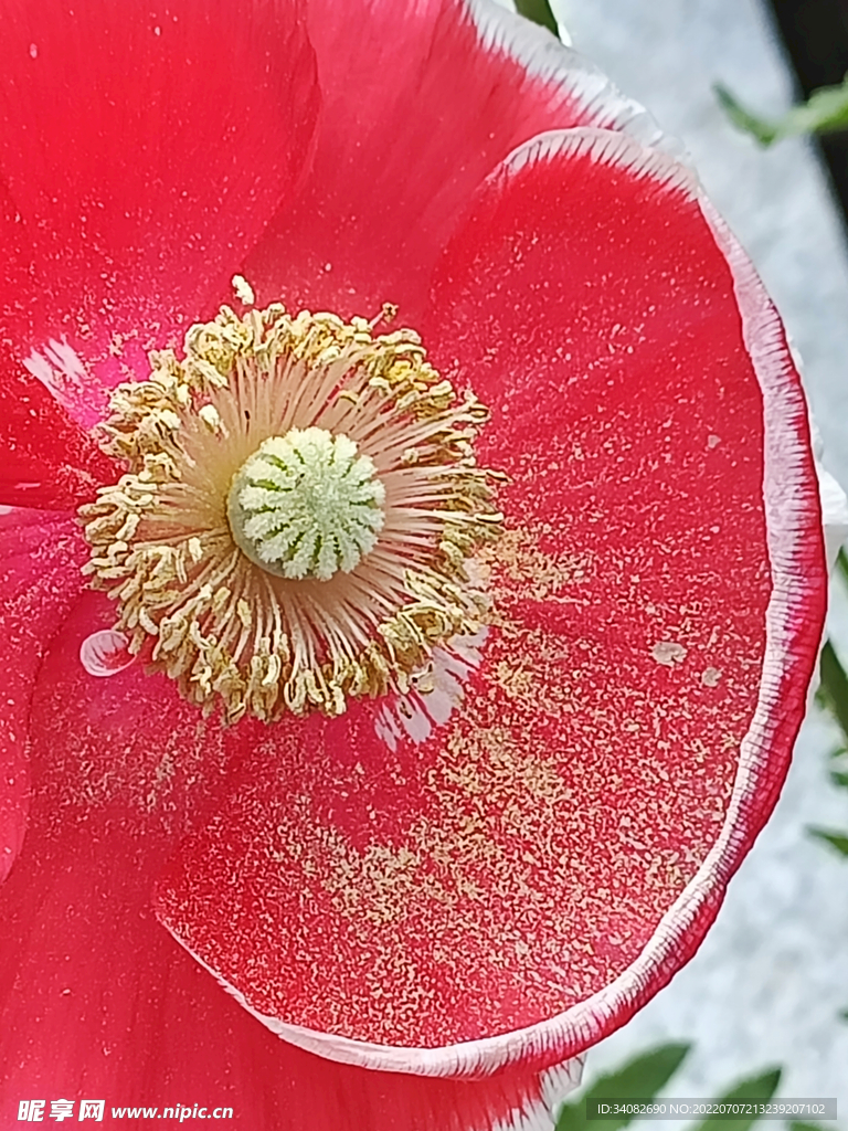 妖艳的红色虞美人金色花粉特写