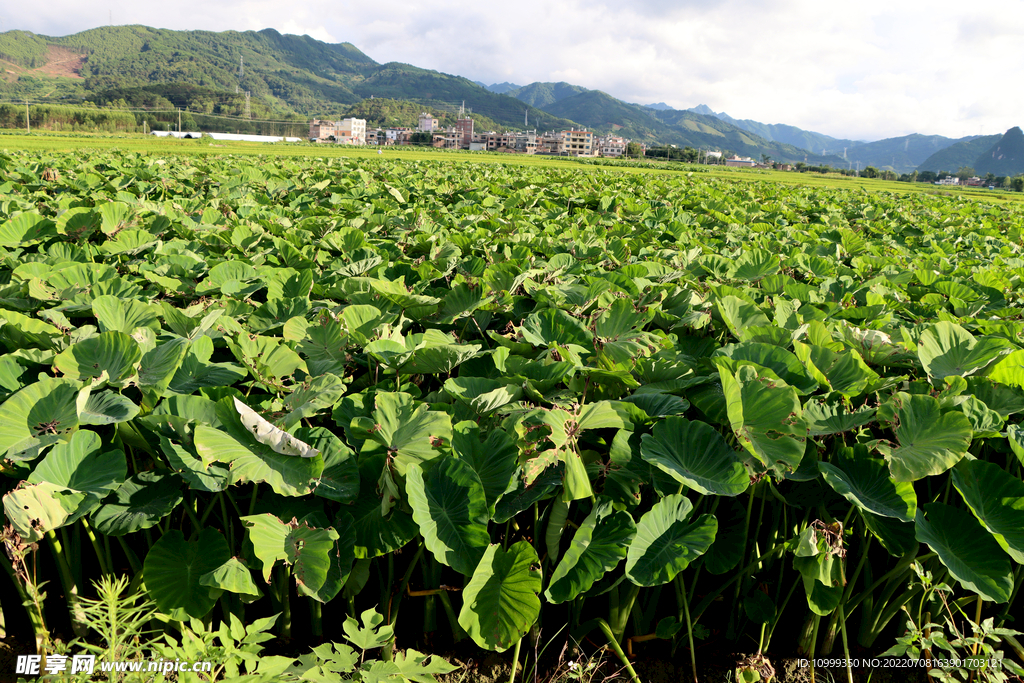 田园风光