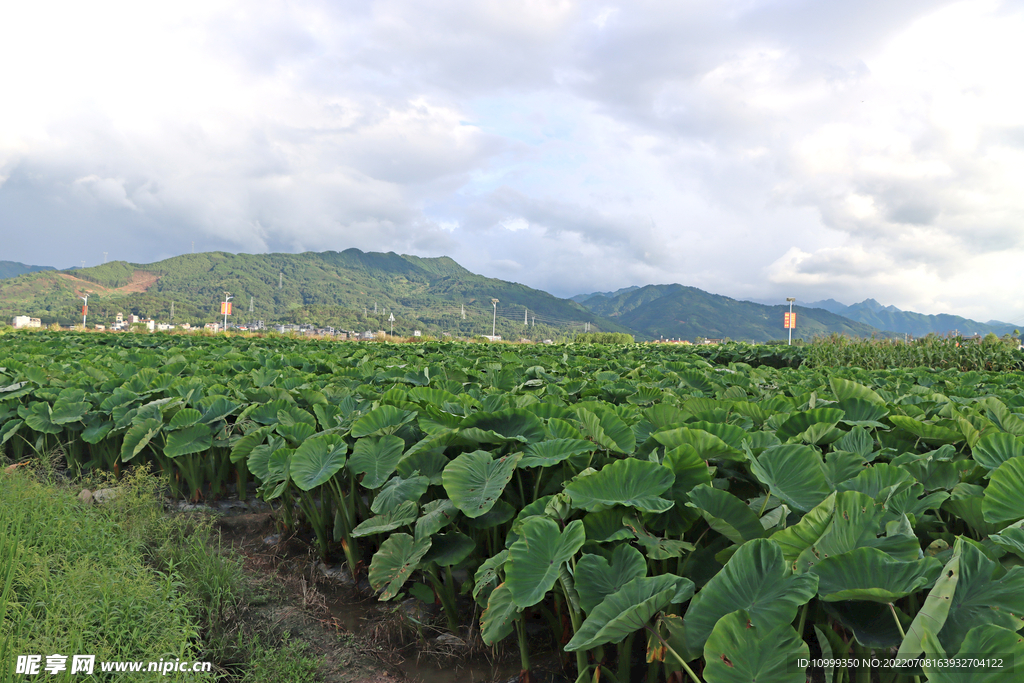田园风光