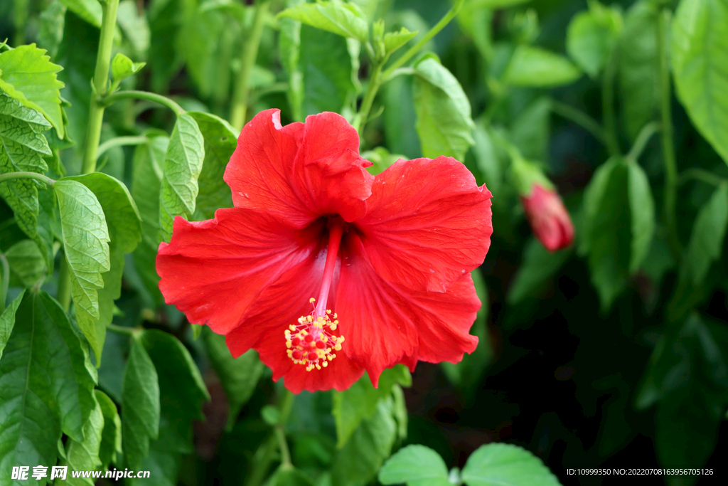 扶桑花