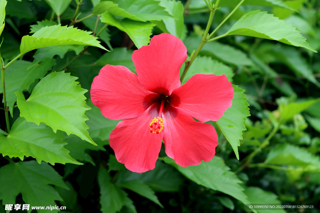 扶桑花