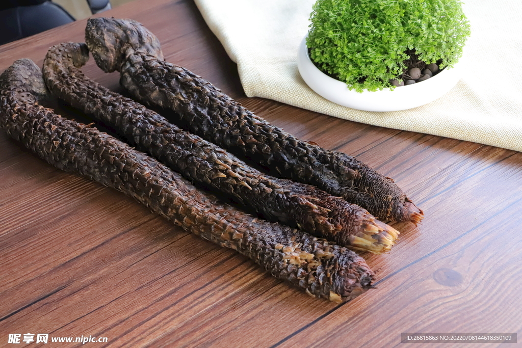 阿拉善肉苁蓉 大芸 