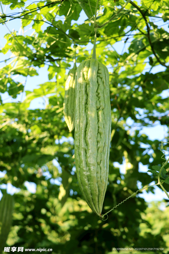 苦瓜种植