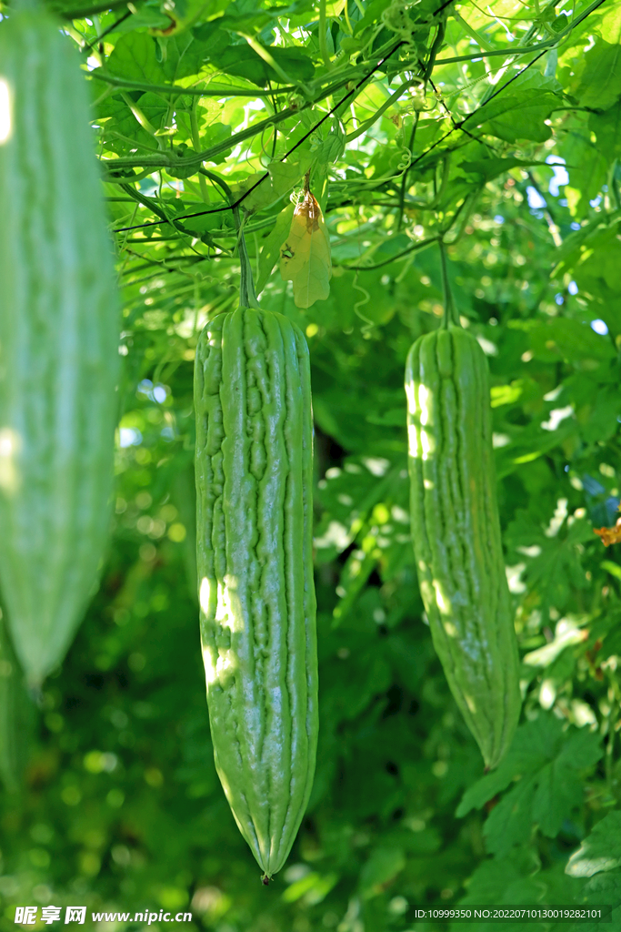 苦瓜种植