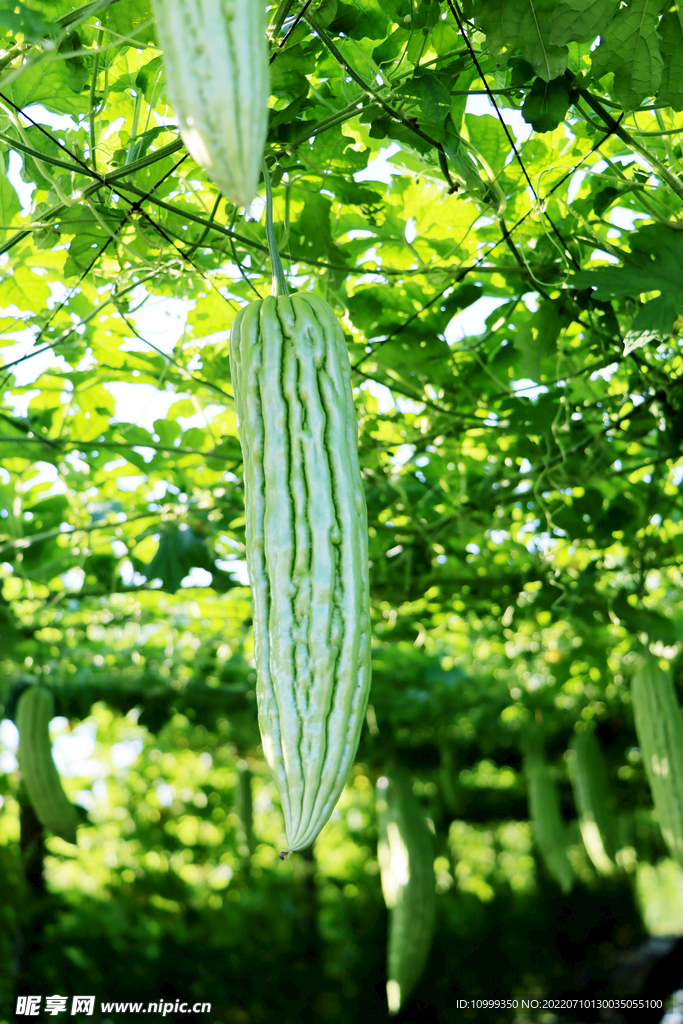 苦瓜种植