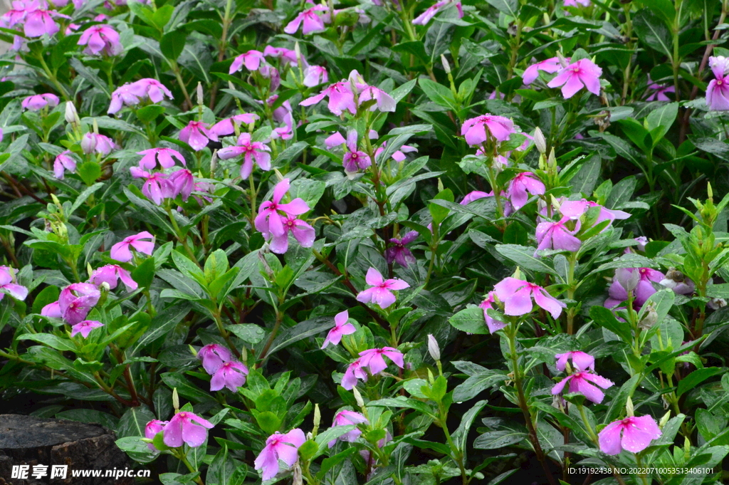 长春花 