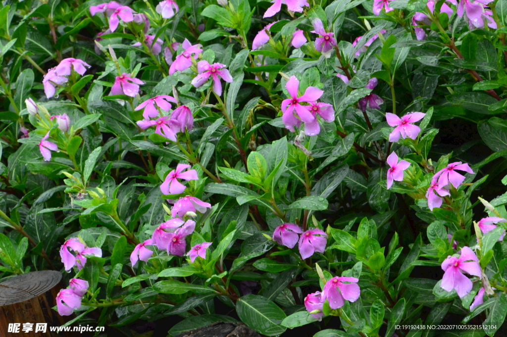 长春花 