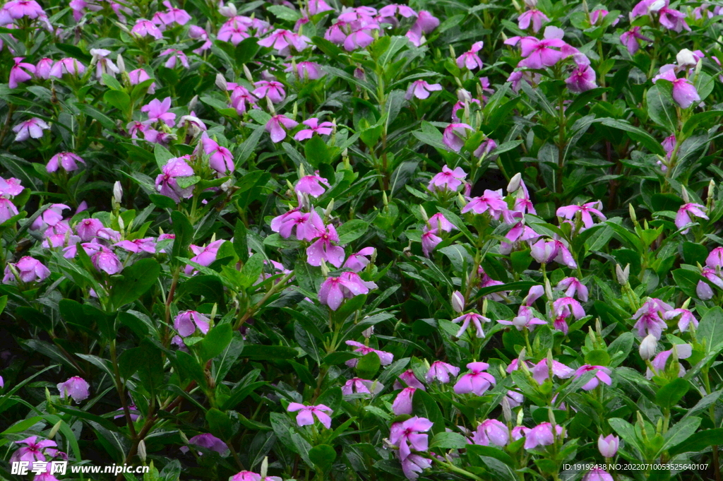 长春花