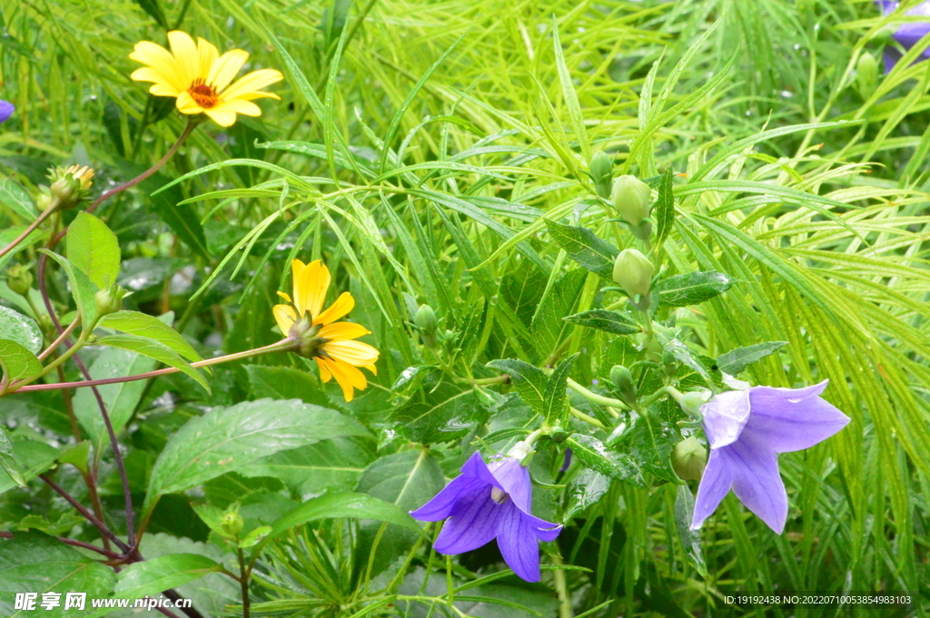 园林花草 