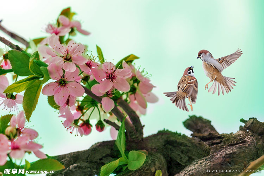花涧
