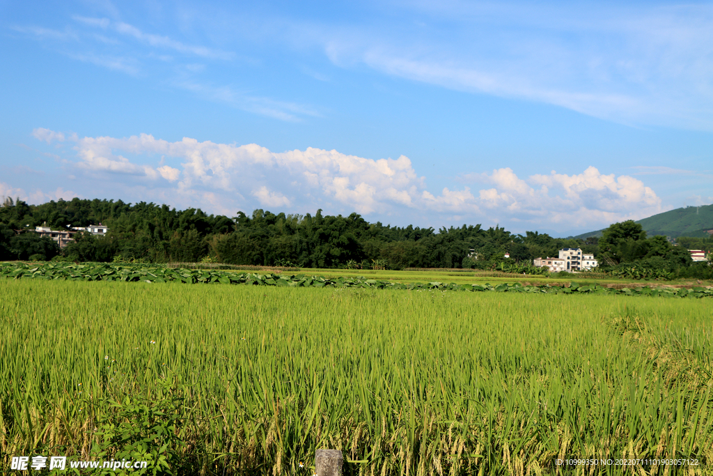 田园风光