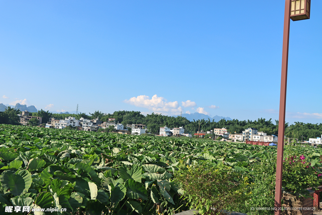 贺州芋头种植基地