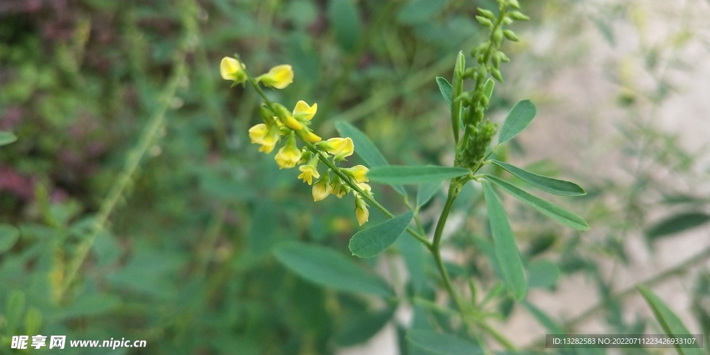 草木犀花