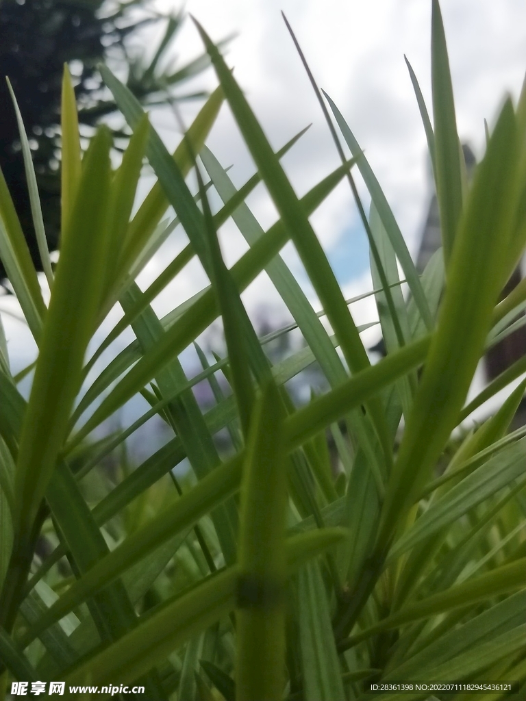 水草