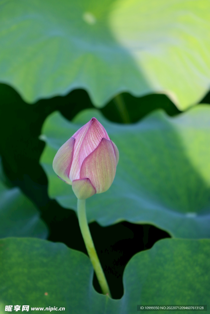 荷花花苞花蕾