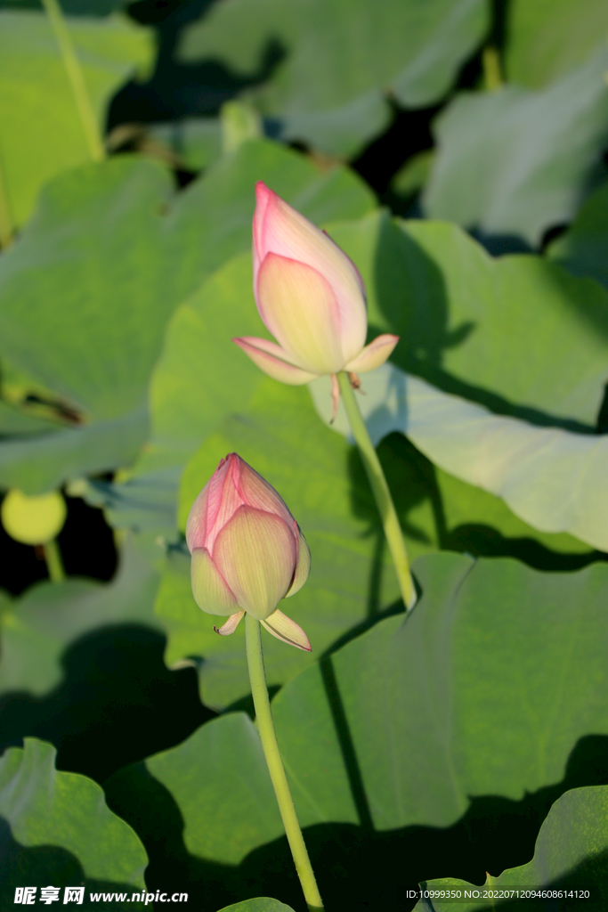 荷花花苞花蕾
