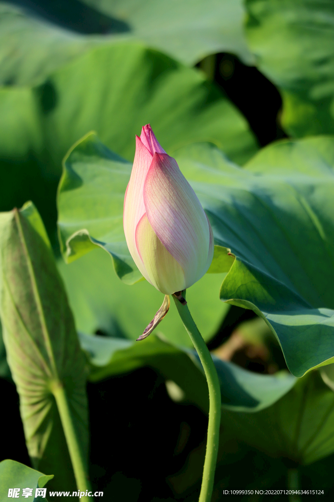 荷花花苞花蕾