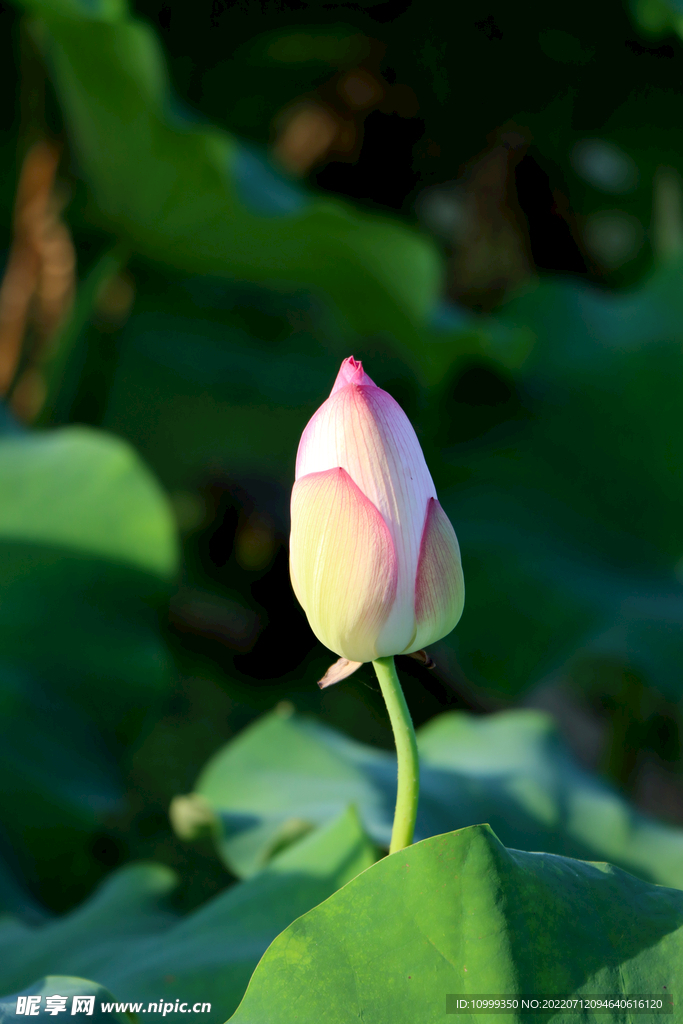 荷花花苞花蕾
