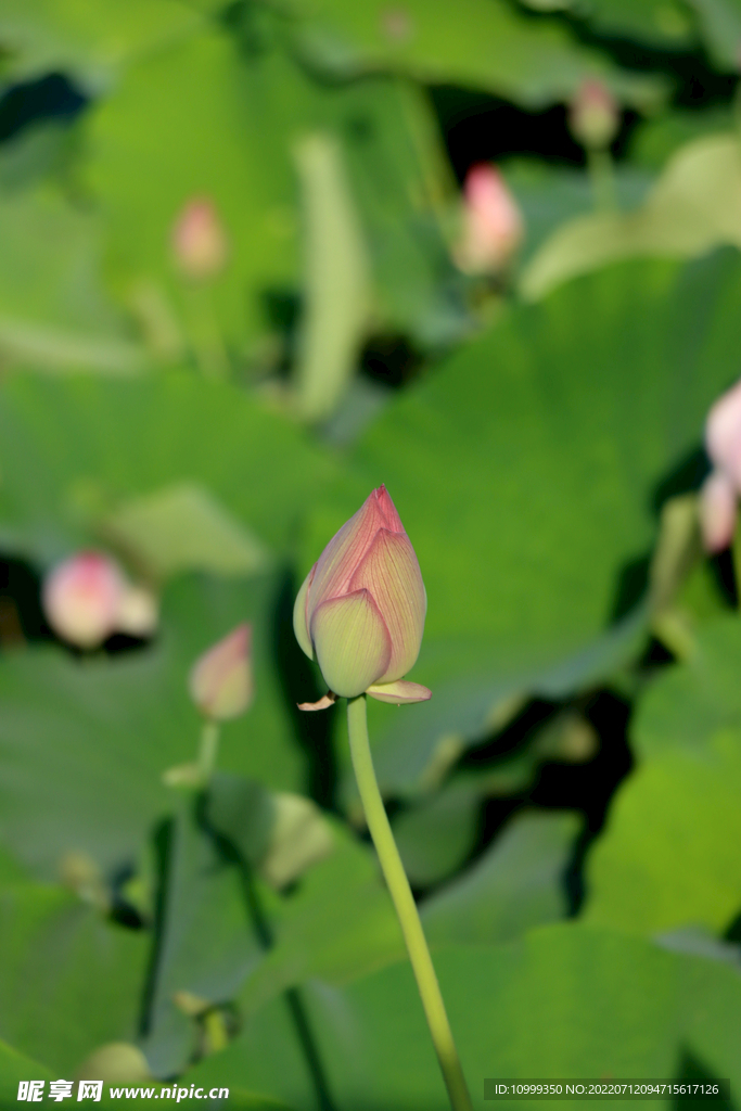 荷花花苞花蕾