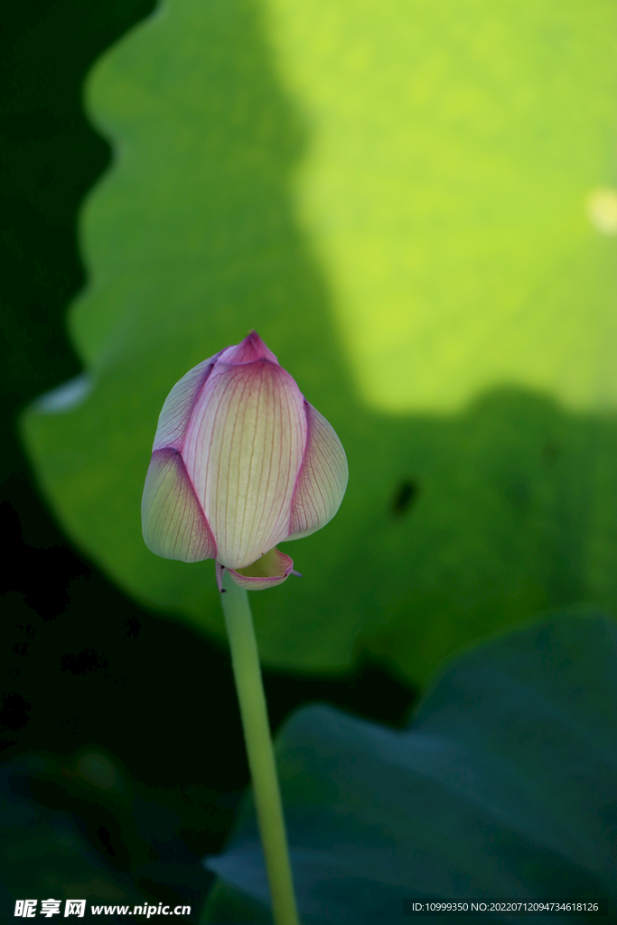 荷花花苞花蕾