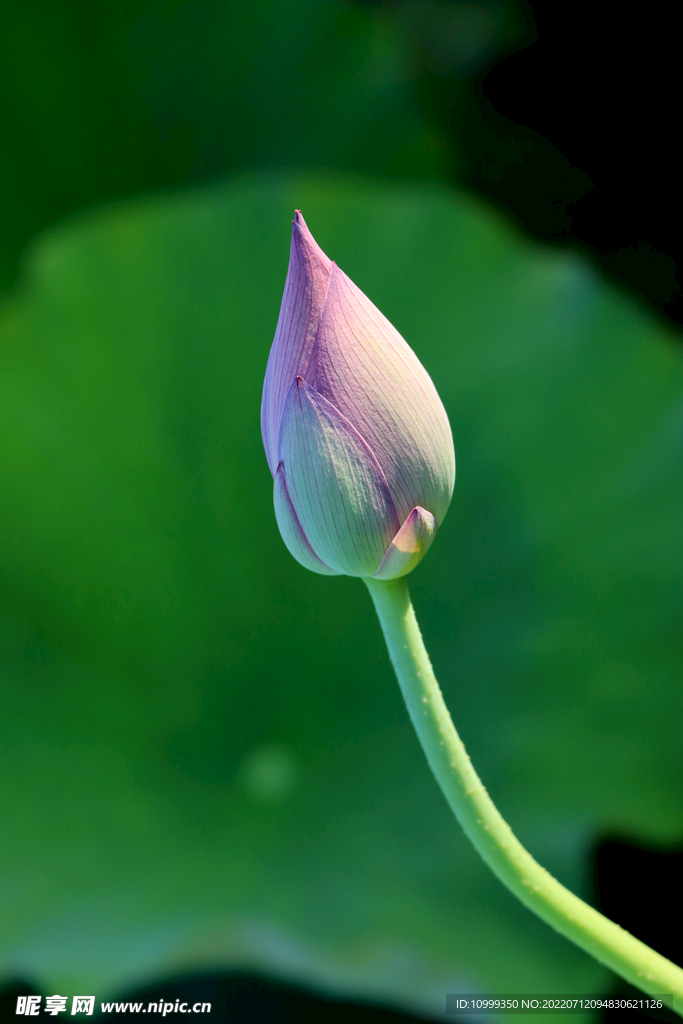 荷花花苞花蕾